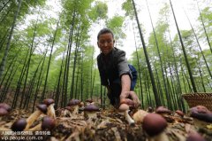 澳门永利赌场_澳门永利网址_澳门永利网站_又带动山区农民增收致富